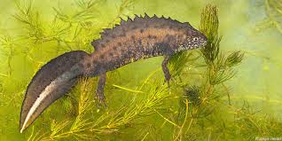 Kamsalamander Sallandse Heuvelrug