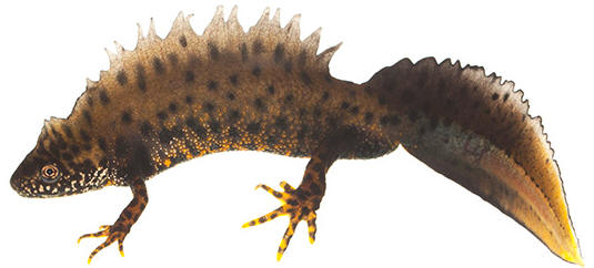 Kamsalamander